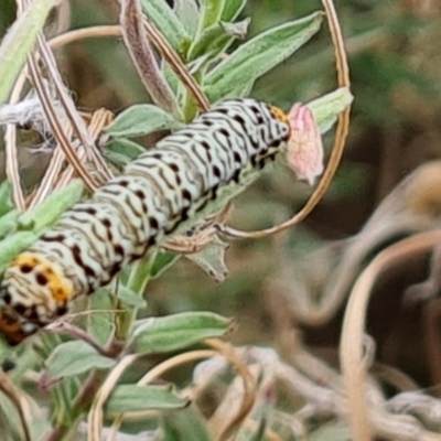 Agaristinae (subfamily) (A Day-Flying Moth) at Yarralumla, ACT - 20 Mar 2024 by Mike