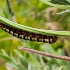 Agaristinae (subfamily) at Yarralumla, ACT - 20 Mar 2024