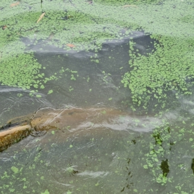 Alga / Cyanobacterium at Yarralumla, ACT - 20 Mar 2024 by Mike