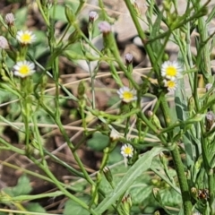 Symphyotrichum subulatum (Wild Aster, Bushy Starwort) at Lake Burley Griffin Central/East - 20 Mar 2024 by Mike