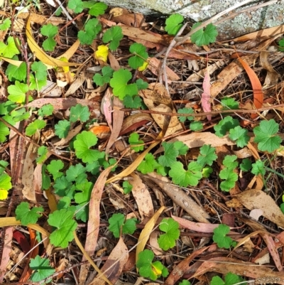 Hydrocotyle laxiflora (Stinking Pennywort) at Flynn, ACT - 18 Mar 2024 by WalkYonder