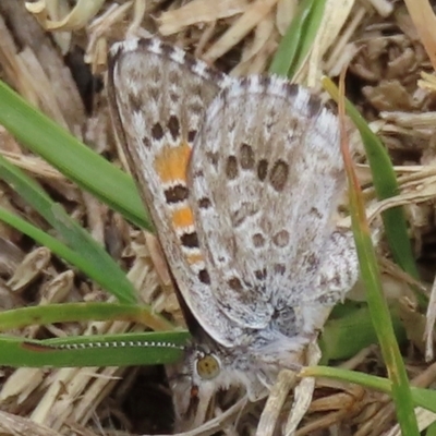 Lucia limbaria (Chequered Copper) at Symonston, ACT - 20 Mar 2024 by RobParnell