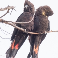 Calyptorhynchus lathami lathami (Glossy Black-Cockatoo) at Bargara, QLD - 6 Aug 2020 by Petesteamer