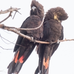 Calyptorhynchus lathami (Glossy Black-Cockatoo) at Bargara, QLD - 6 Aug 2020 by Petesteamer