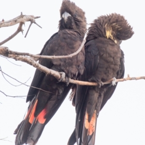 Calyptorhynchus lathami lathami at Bargara, QLD - suppressed