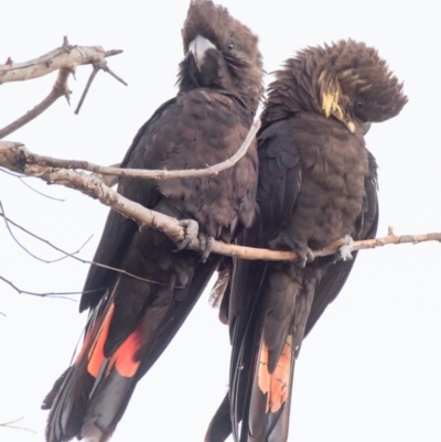 Calyptorhynchus lathami (Glossy Black-Cockatoo) at Bargara, QLD - 6 Aug 2020 by Petesteamer