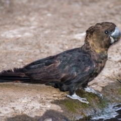 Calyptorhynchus lathami lathami at Bargara, QLD - suppressed