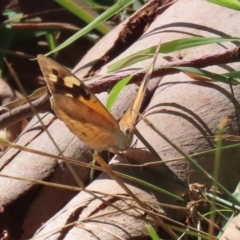 Heteronympha merope (Common Brown Butterfly) at Gigerline Nature Reserve - 19 Mar 2024 by RodDeb