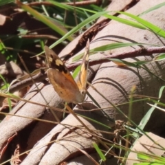 Heteronympha merope at Gigerline Nature Reserve - 19 Mar 2024