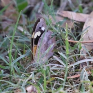 Heteronympha merope at Gigerline Nature Reserve - 19 Mar 2024