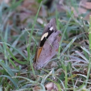 Heteronympha merope at Gigerline Nature Reserve - 19 Mar 2024