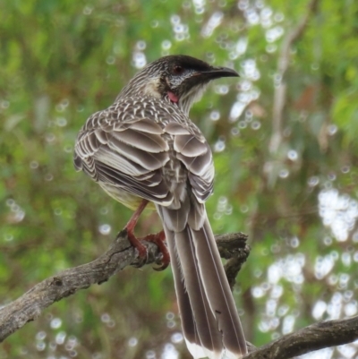 Anthochaera carunculata (Red Wattlebird) at Symonston, ACT - 20 Mar 2024 by RobParnell