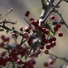 Crataegus monogyna (Hawthorn) at Tharwa, ACT - 19 Mar 2024 by RodDeb