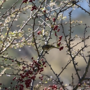 Crataegus monogyna at Gigerline Nature Reserve - 19 Mar 2024