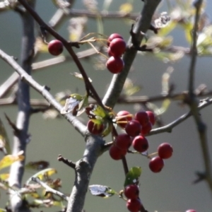 Crataegus monogyna at Gigerline Nature Reserve - 19 Mar 2024