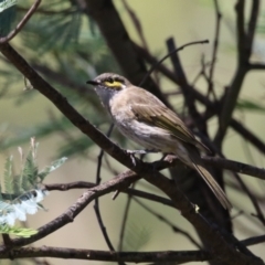 Caligavis chrysops (Yellow-faced Honeyeater) at Gigerline Nature Reserve - 19 Mar 2024 by RodDeb
