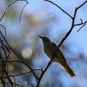 Caligavis chrysops at Gigerline Nature Reserve - 19 Mar 2024