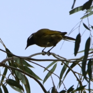 Nesoptilotis leucotis at Gigerline Nature Reserve - 19 Mar 2024