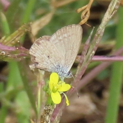 Zizina otis (Common Grass-Blue) at Symonston, ACT - 20 Mar 2024 by RobParnell