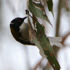 Melithreptus lunatus at Gigerline Nature Reserve - 19 Mar 2024 12:08 PM