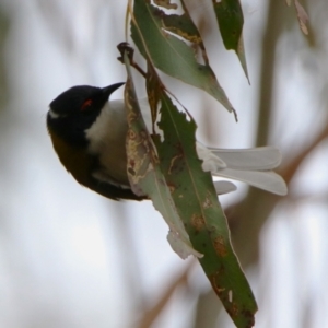 Melithreptus lunatus at Gigerline Nature Reserve - 19 Mar 2024 12:08 PM