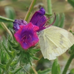 Pieris rapae (Cabbage White) at Symonston, ACT - 20 Mar 2024 by RobParnell