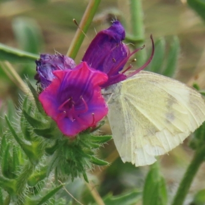 Pieris rapae (Cabbage White) at Symonston, ACT - 20 Mar 2024 by RobParnell