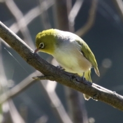 Zosterops lateralis (Silvereye) at Gigerline Nature Reserve - 19 Mar 2024 by RodDeb