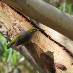 Zosterops lateralis at Gigerline Nature Reserve - 19 Mar 2024