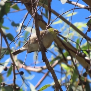 Zosterops lateralis at Gigerline Nature Reserve - 19 Mar 2024