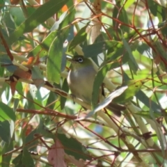 Zosterops lateralis at Gigerline Nature Reserve - 19 Mar 2024