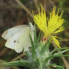 Pieris rapae (Cabbage White) at Symonston, ACT - 20 Mar 2024 by RobParnell