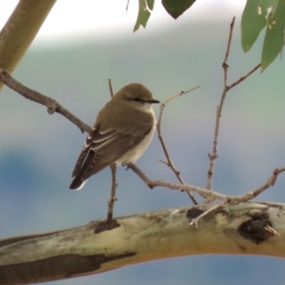 Microeca fascinans (Jacky Winter) at Tharwa, ACT - 19 Mar 2024 by RodDeb