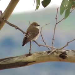 Microeca fascinans at Gigerline Nature Reserve - 19 Mar 2024