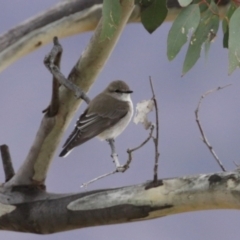 Microeca fascinans at Gigerline Nature Reserve - 19 Mar 2024