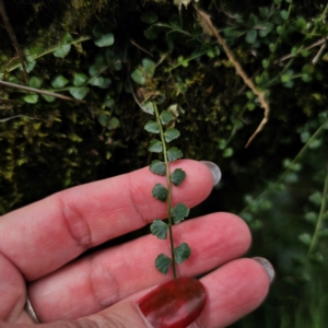 Asplenium flabellifolium at QPRC LGA - 20 Mar 2024