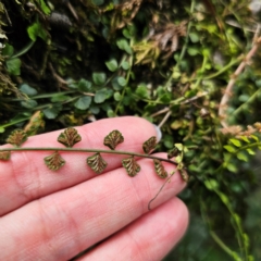 Asplenium flabellifolium at QPRC LGA - 20 Mar 2024