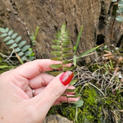 Pellaea calidirupium at QPRC LGA - 20 Mar 2024