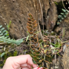 Pellaea calidirupium at QPRC LGA - 20 Mar 2024