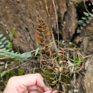 Pellaea calidirupium at QPRC LGA - 20 Mar 2024