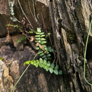 Pellaea calidirupium at QPRC LGA - 20 Mar 2024