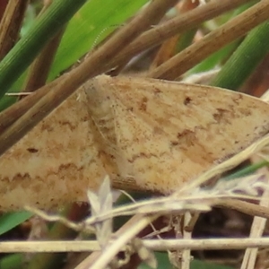 Scopula rubraria at Callum Brae - 20 Mar 2024