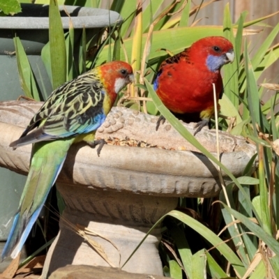 Platycercus elegans x eximius (hybrid) (Crimson x Eastern Rosella (hybrid)) at Drouin, VIC - 5 Feb 2014 by Petesteamer