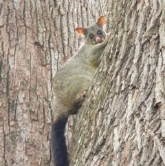 Trichosurus vulpecula (Common Brushtail Possum) at Berry, NSW - 12 Jan 2024 by Megan123