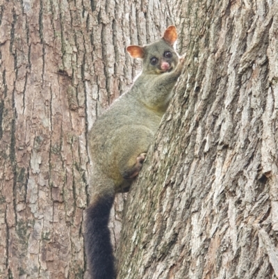 Trichosurus vulpecula (Common Brushtail Possum) at Berry, NSW - 11 Jan 2024 by Megan123