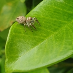 Opisthoncus sp. (genus) (Opisthoncus jumping spider) at Berry, NSW - 27 Jan 2024 by Megan123