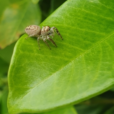Unidentified Jumping or peacock spider (Salticidae) at Berry, NSW - 27 Jan 2024 by Megan123