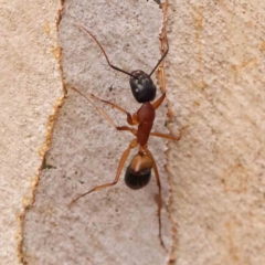 Camponotus consobrinus (Banded sugar ant) at O'Connor, ACT - 18 Mar 2024 by ConBoekel