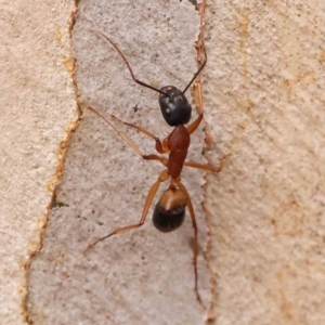 Camponotus consobrinus at O'Connor, ACT - 18 Mar 2024 02:08 PM