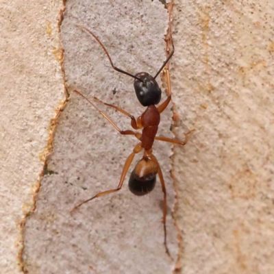 Camponotus consobrinus (Banded sugar ant) at O'Connor, ACT - 18 Mar 2024 by ConBoekel
